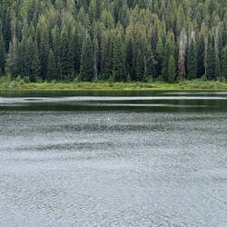 Do you see the Trumpeter Swans?