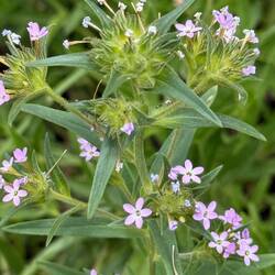 Collomia Linearis