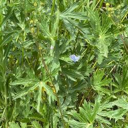 Boisduval's Blue Plebejus icarioides