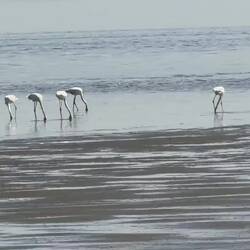VIDEO- Flamingo