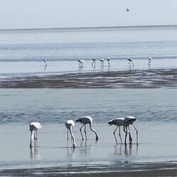 Flamingo