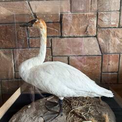 A closer look at the trumpeter swans we saw earlier on the lake.