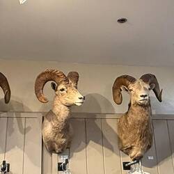 Jackson shop decor has its own personality.