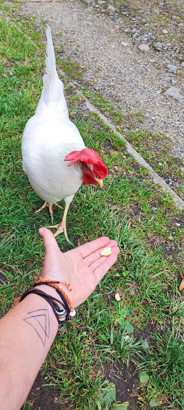 Emma das Huhn