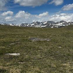 Alpine Meadows, and wildflowers
