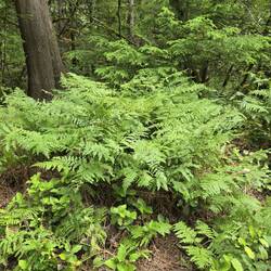 Very ferny and rain foresty looking here.