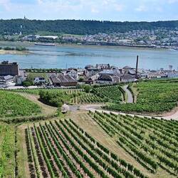 Rudesheim's vineyards