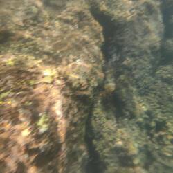 Okay, es war sehr schwierig, unter der Wasser zu fotografieren...