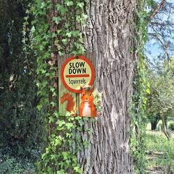 Yeah, squirrels...stop speeding!! 😂😂😂