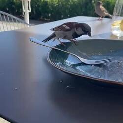 Lecker Käsekuchen