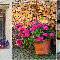 Colorful flowers are everywhere — Colle Santa Lucia, Italy.