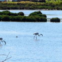 Flamingos in der Lagune