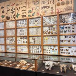 Insectarium