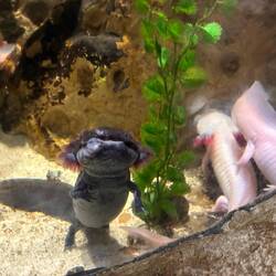 Axolotl