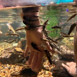 Fish eating Brandon's hand