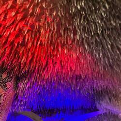 The ceiling