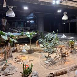 Lizard area