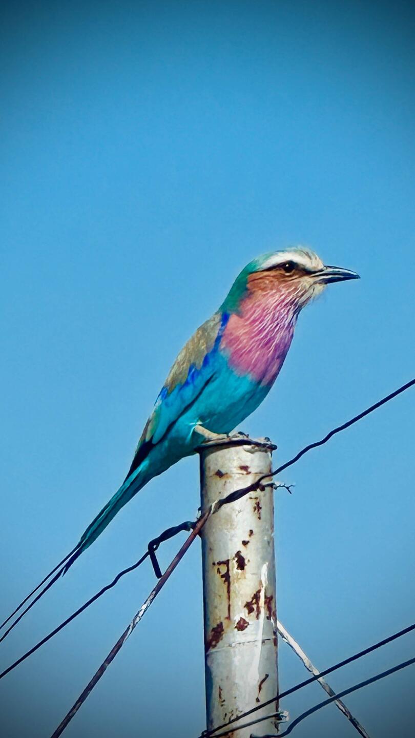 Lilac-breasted Roller