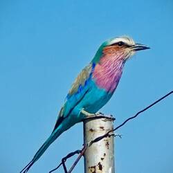 Lilac-breasted Roller