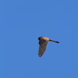 Turmfalke