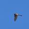 Turmfalke