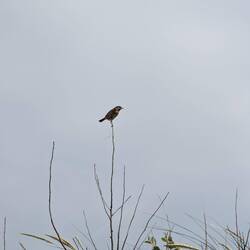 Vogel auf Ast