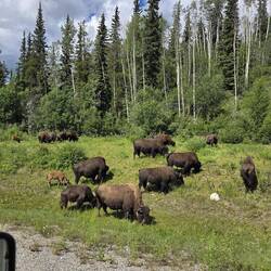 ... und Bisonherden
