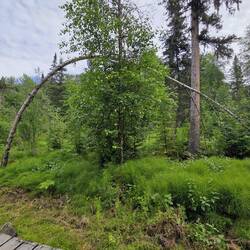 Eine "Bogenbirke"
