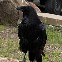 n our lunch.” 🐦 * “Professional lunch supervisor. 😄
