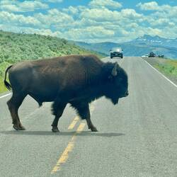 Bison crossing! Wonder were he's heading? 🤔
