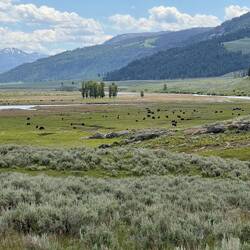So many bison!!