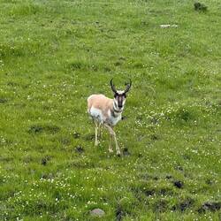 Pronghorn!