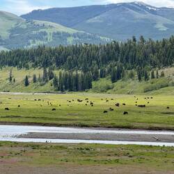 More bison!!
