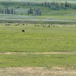 Bison Convention?!!