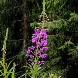 Fireweed ... tradition has it that when the flowers reach the top, winter is around the corner.