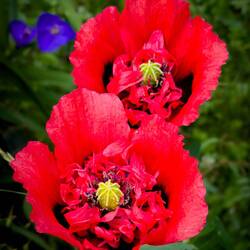Poppies on the trail — Colle Santa Lucia, Italy.
