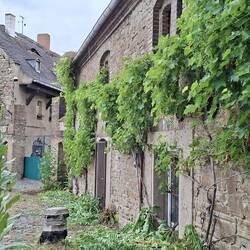 Der Wein gedeiht bestens am Schlossgut