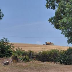Meanwhile the farmers were harvesting on 'our' back paddock