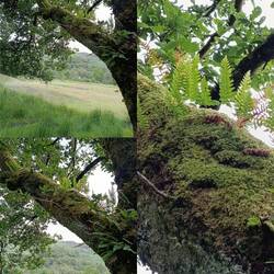 Regen on mass, so dass sogar soviel Moos für Farn auf den Bäumen wächst