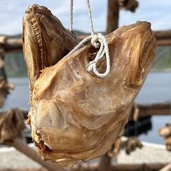 Fiscköpfe der zum Trockenfisch aufgehängten Fische