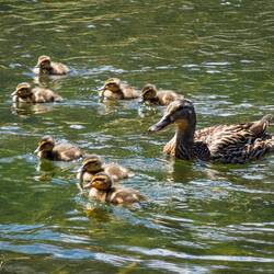 Mama and her ducklings ... from the trail around the lake — Lago di Misurina, Italy.