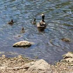 Mama and her ducklings ... from the trail around the lake — Lago di Misurina, Italy.