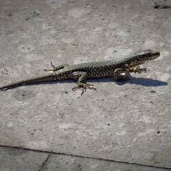 "Here lizard, lizard." — Belvedere Overlook.