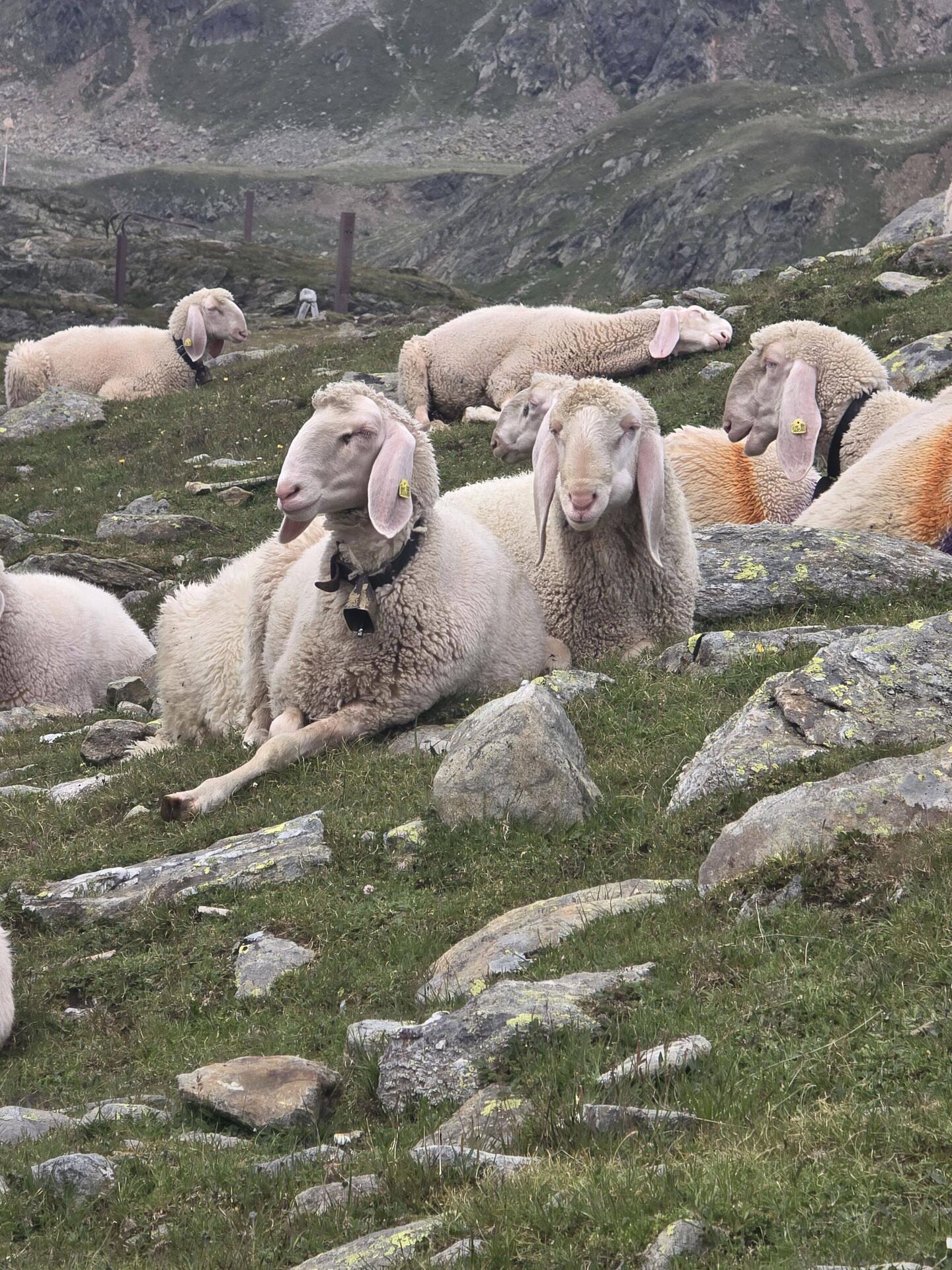 Wegelagerer am Timmeljoch Gipfel