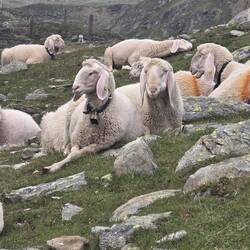 Wegelagerer am Timmeljoch Gipfel