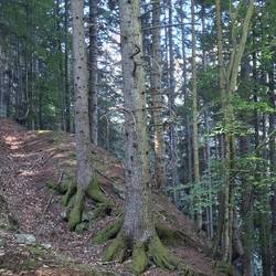 Trees with toe socks