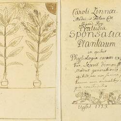 Titelseite von Linnés Manuskript Praeludia_Sponsaliorum_Plantarum von 1729