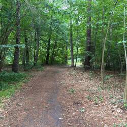 Waldweg oberhalb der Steilküste