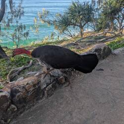 Brush turkeys over det hele