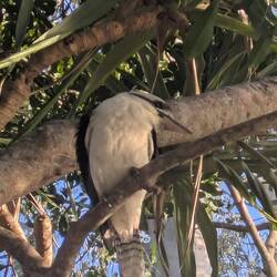 Kookaburra, latterfugl
